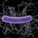 Imagen Destacada - Infección por Clostridium difficile 
