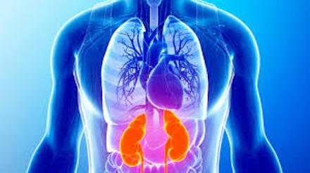 Imagen Destacada - La diabetes mellitus tipo 2, la enfermedad renal crónica y la Insuficiencia cardíaca. 