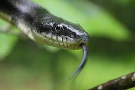 Imagen Destacada - Mordeduras de serpientes