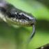 Imagen Destacada - Mordeduras de serpientes