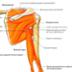 Imagen Destacada - Exploración osteomuscular y articular del hombro